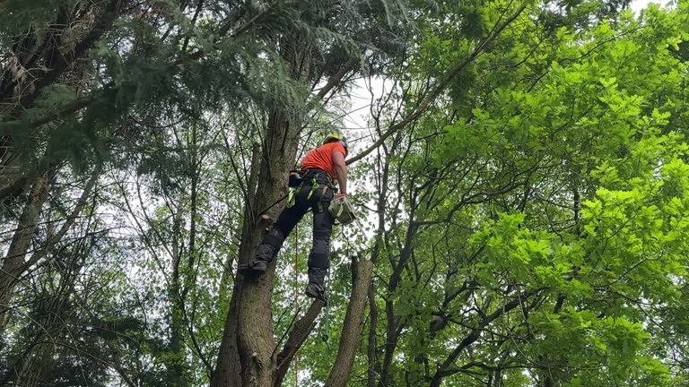 Best Tree Removal Services  in USA